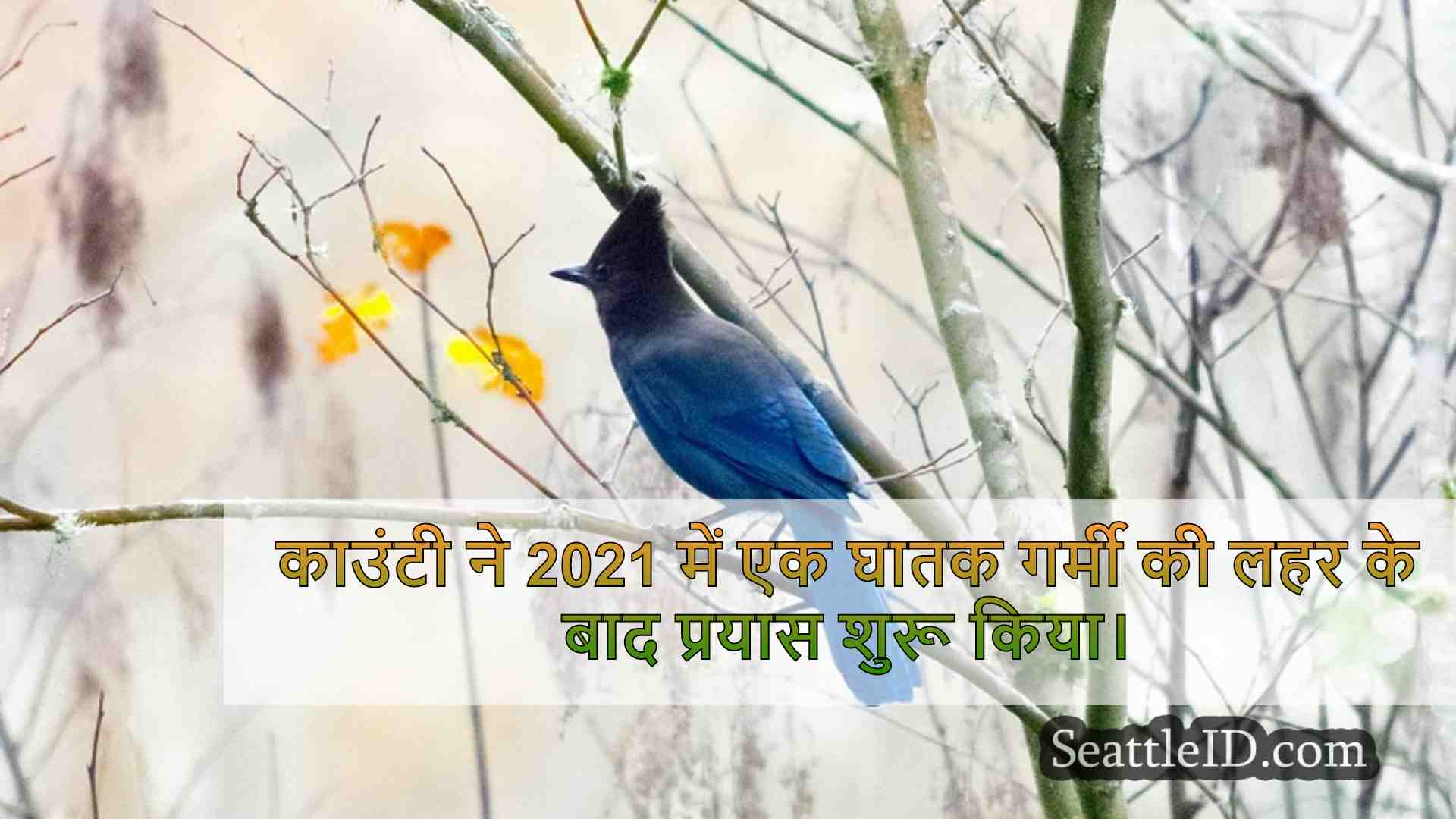 सिएटल समाचार SeattleID