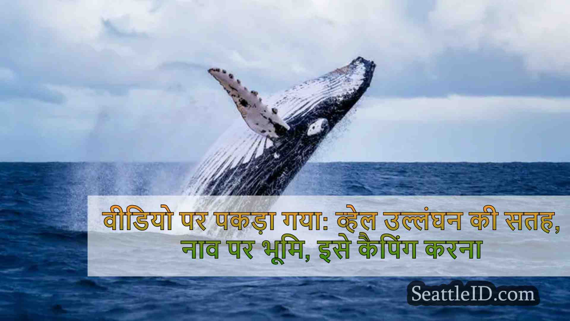 वीडियो पर पकड़ा गया: व्हेल उल्लंघन की
