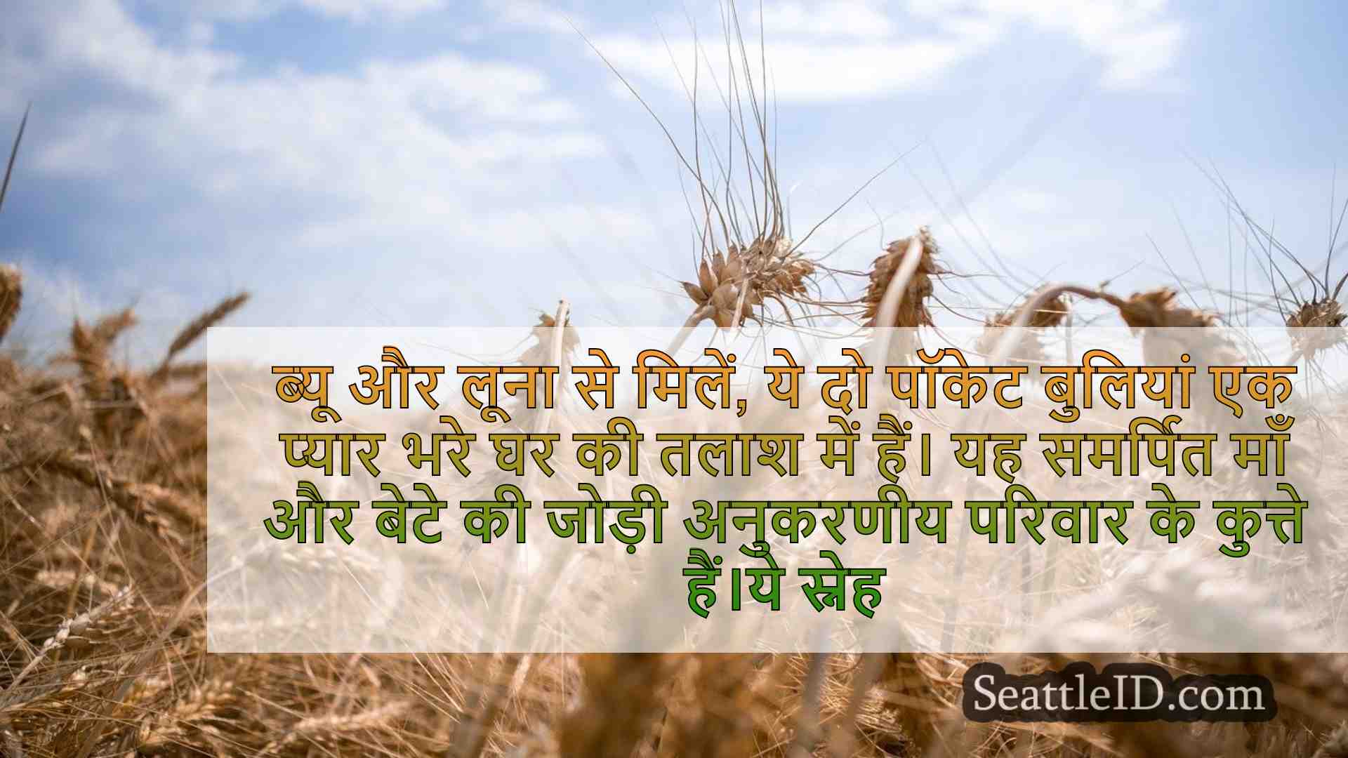 सिएटल समाचार SeattleID
