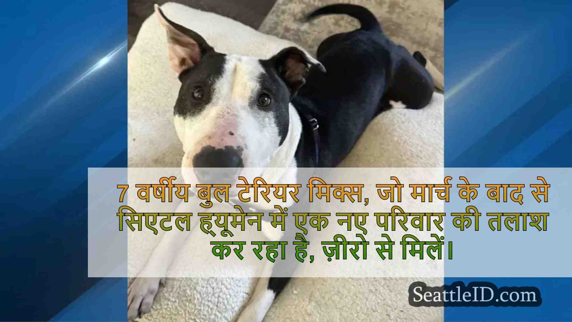 पीईटी ऑफ द वीक: मीट ज़ीरो, एक 7 वर्षीय