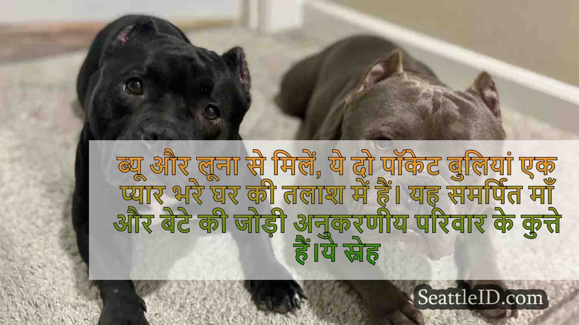 माँ-पुत्र कुत्ते की जोड़ी ब्यू और लूना