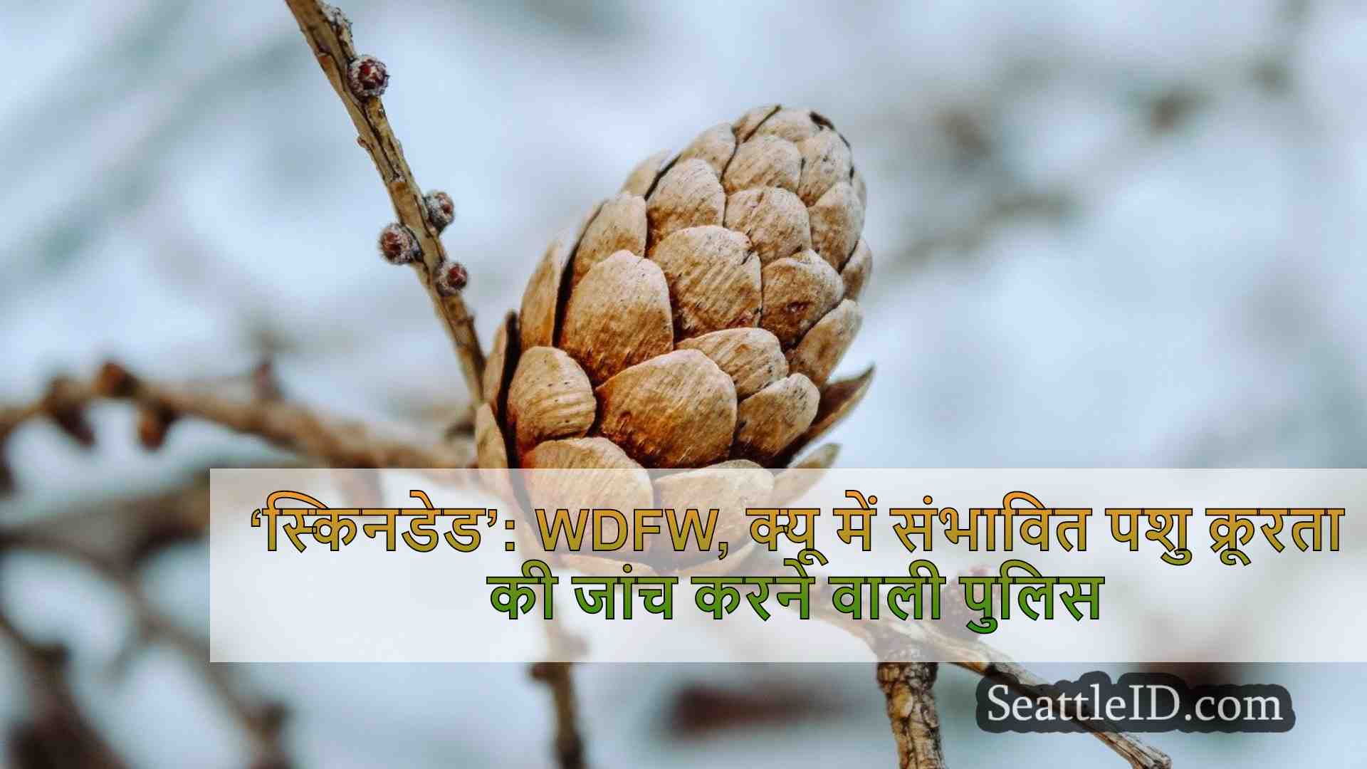 सिएटल समाचार SeattleID
