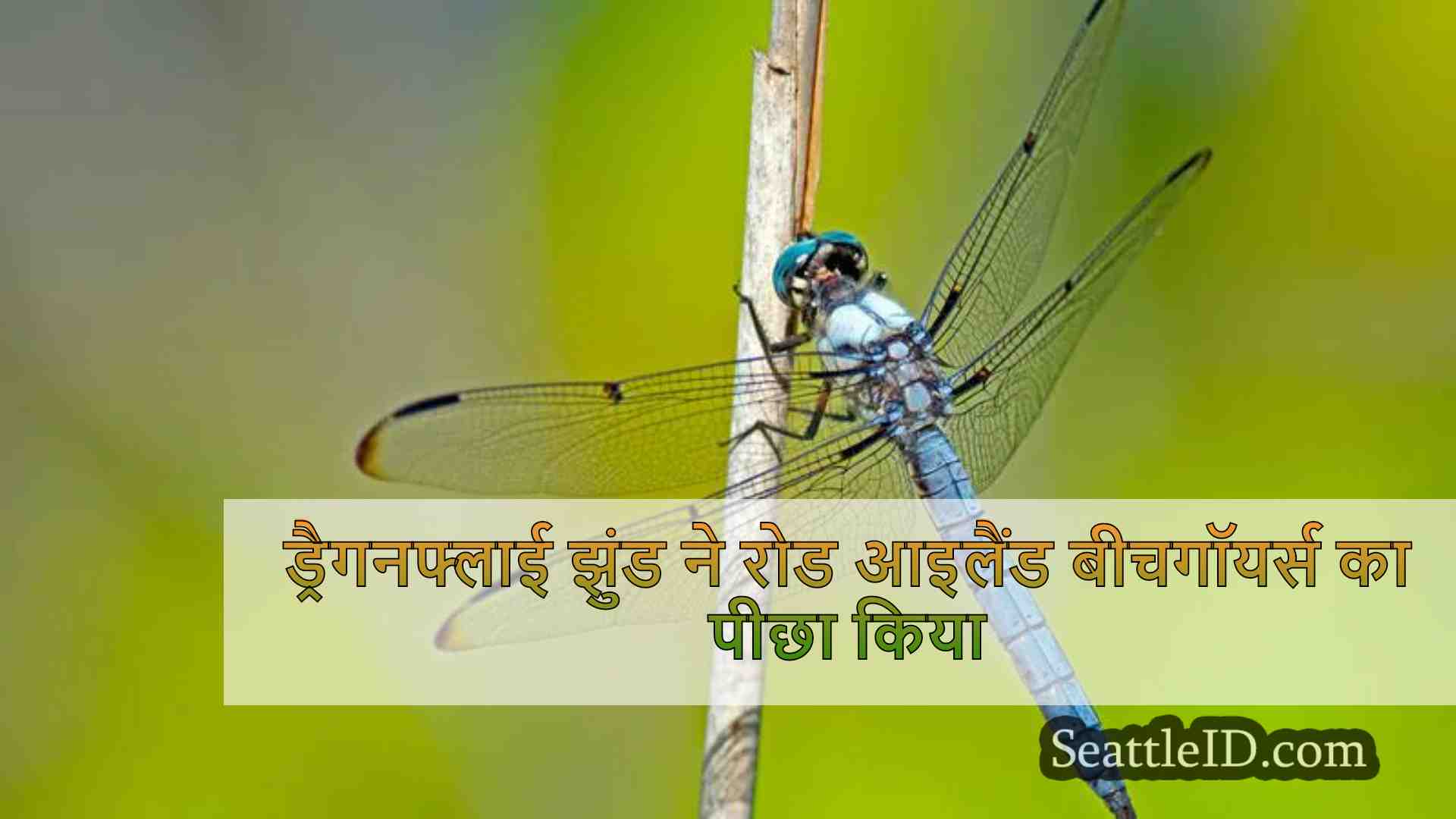 ड्रैगनफ्लाई झुंड ने रोड आइलैंड