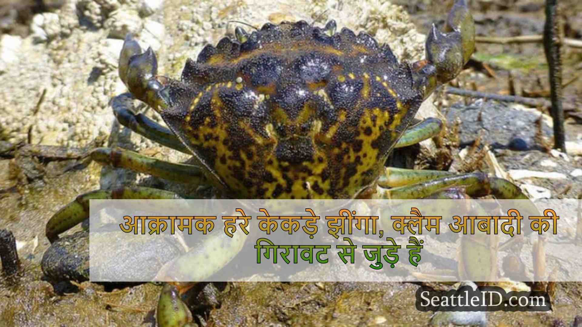 आक्रामक हरे केकड़े झींगा, क्लैम आबादी