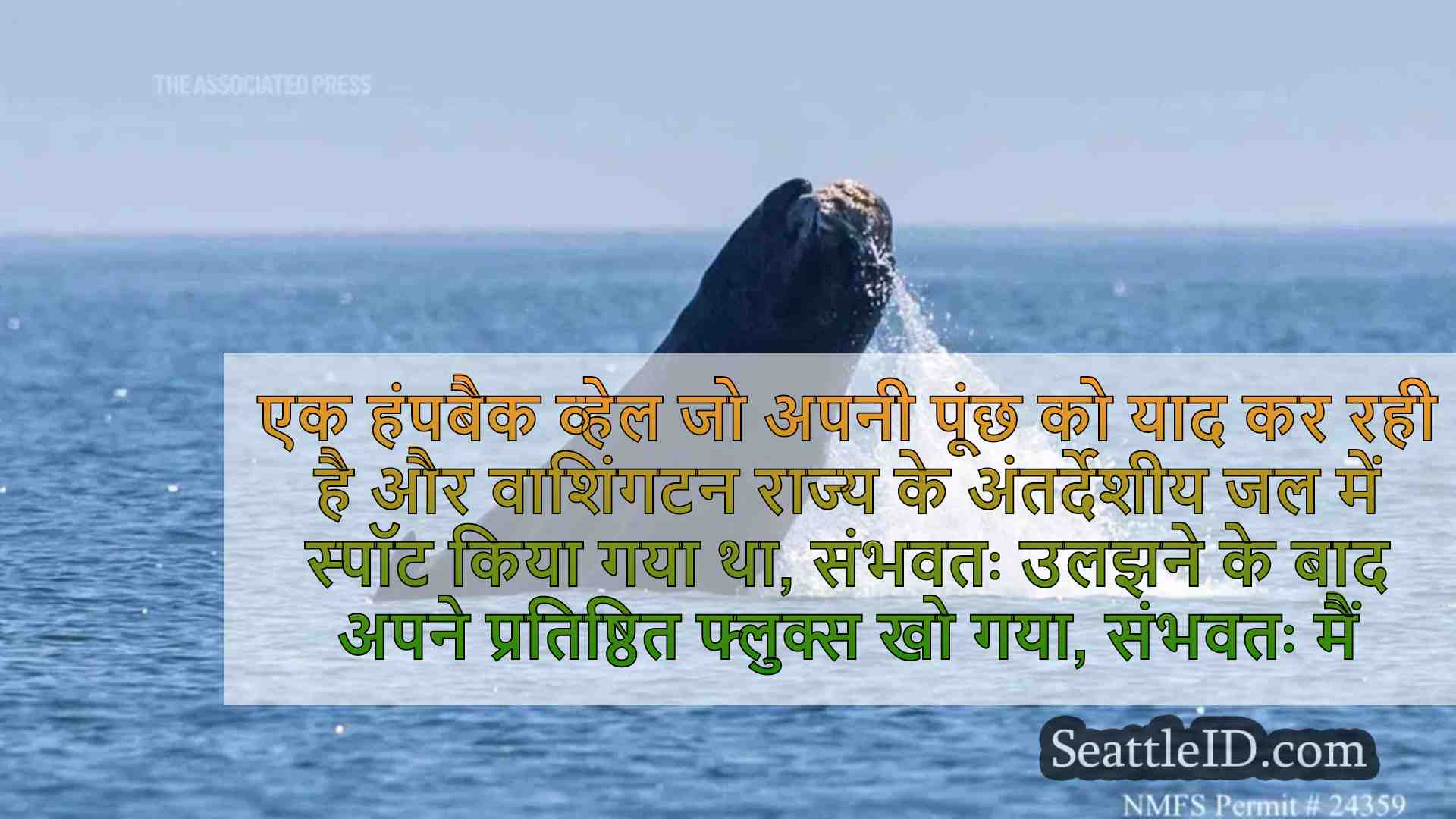 वाशिंगटन के सालिश सागर में लापता पूंछ