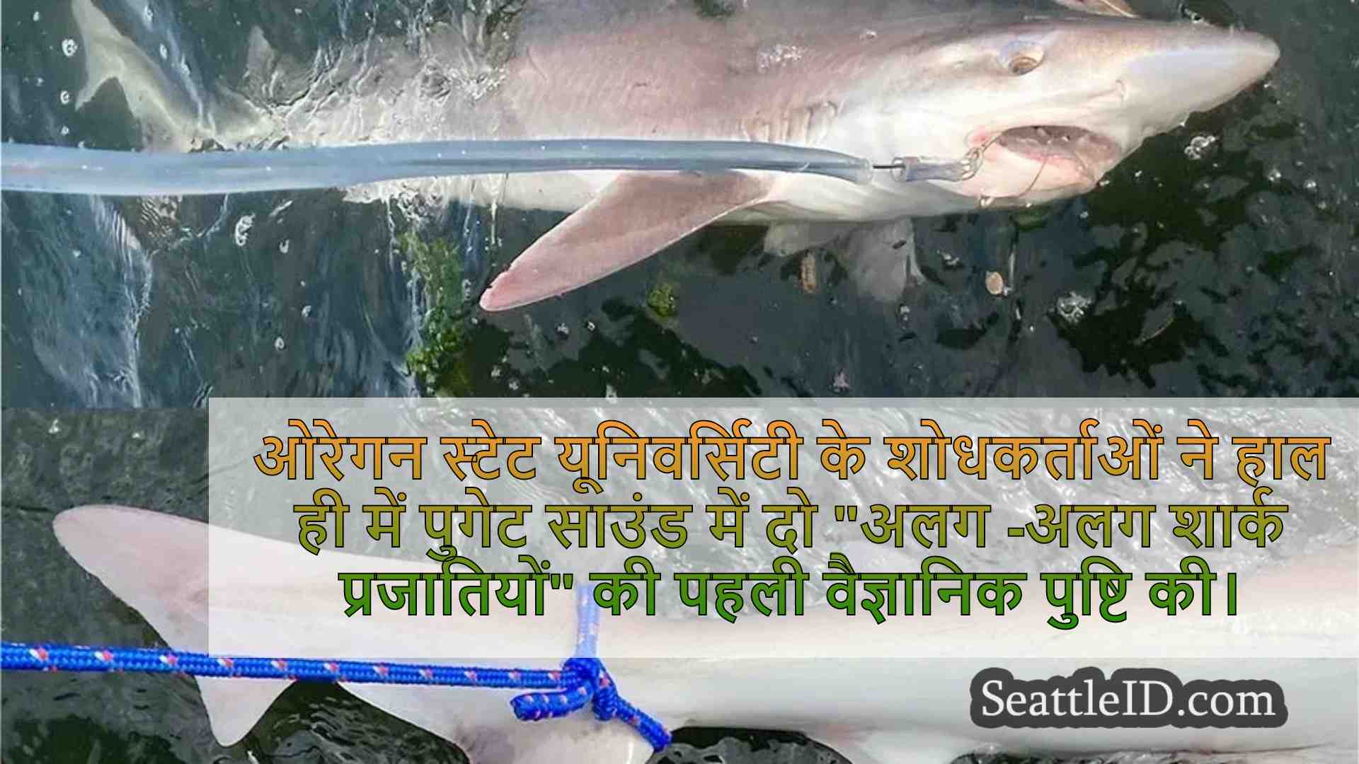 लुप्तप्राय सूपफिन, ब्रॉडनोज सेवेंगिल