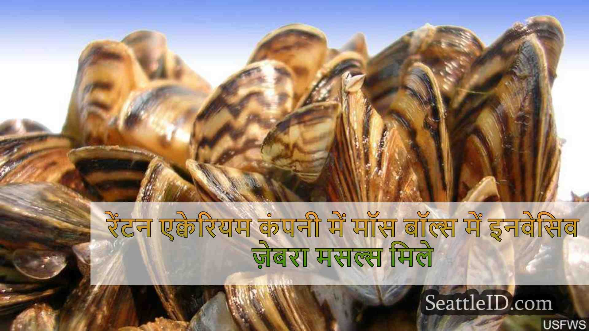 रेंटन एक्वेरियम कंपनी में मॉस बॉल्स में
