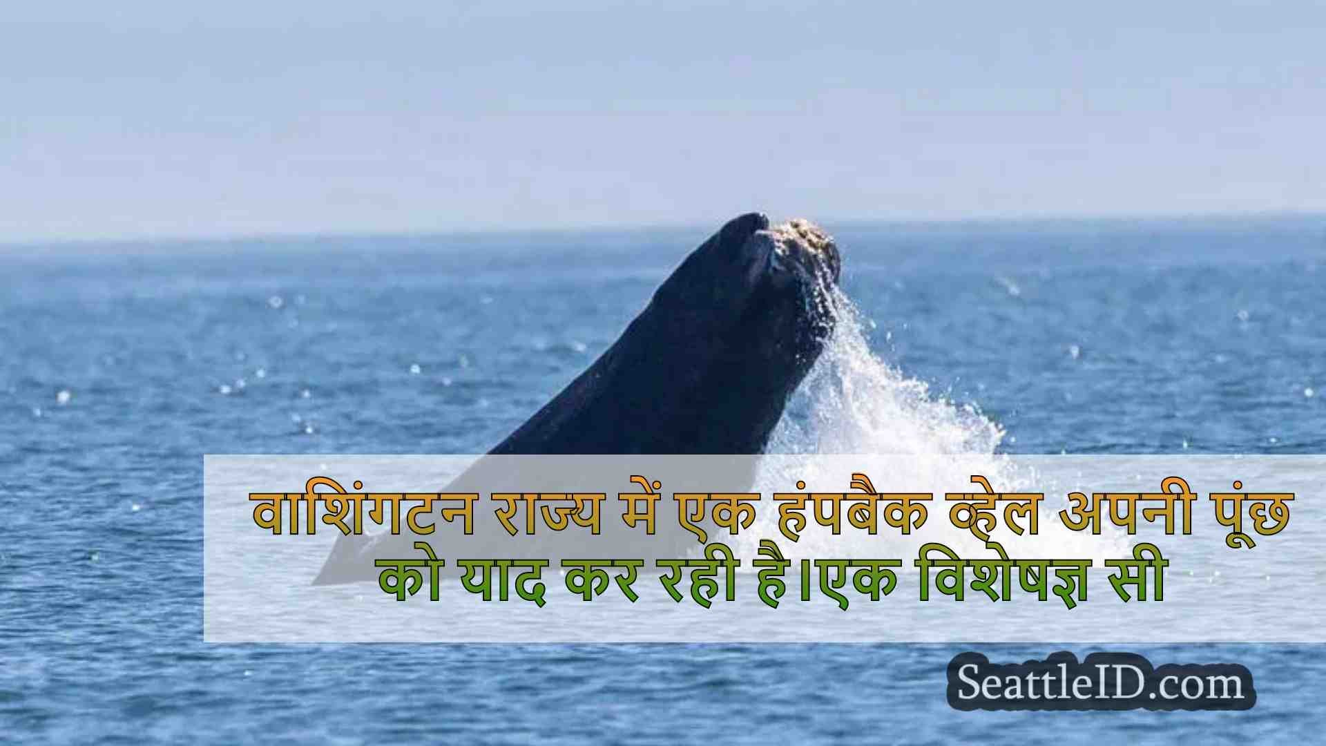 वाशिंगटन राज्य में एक हंपबैक व्हेल अपनी