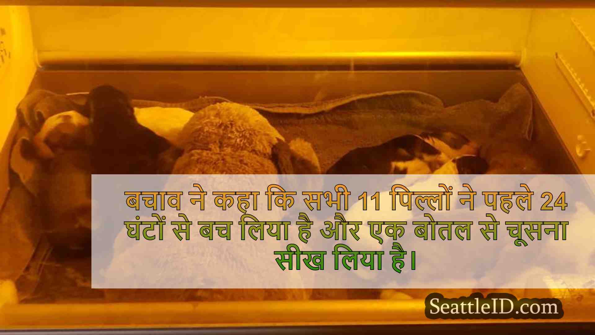 ओलंपिया बचाव कैपिटल फॉरेस्ट में