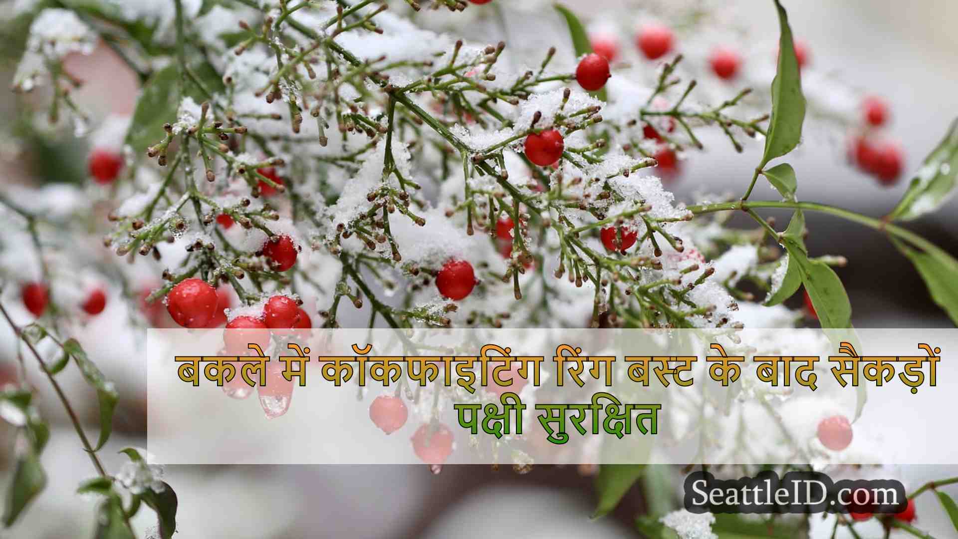 सिएटल समाचार SeattleID