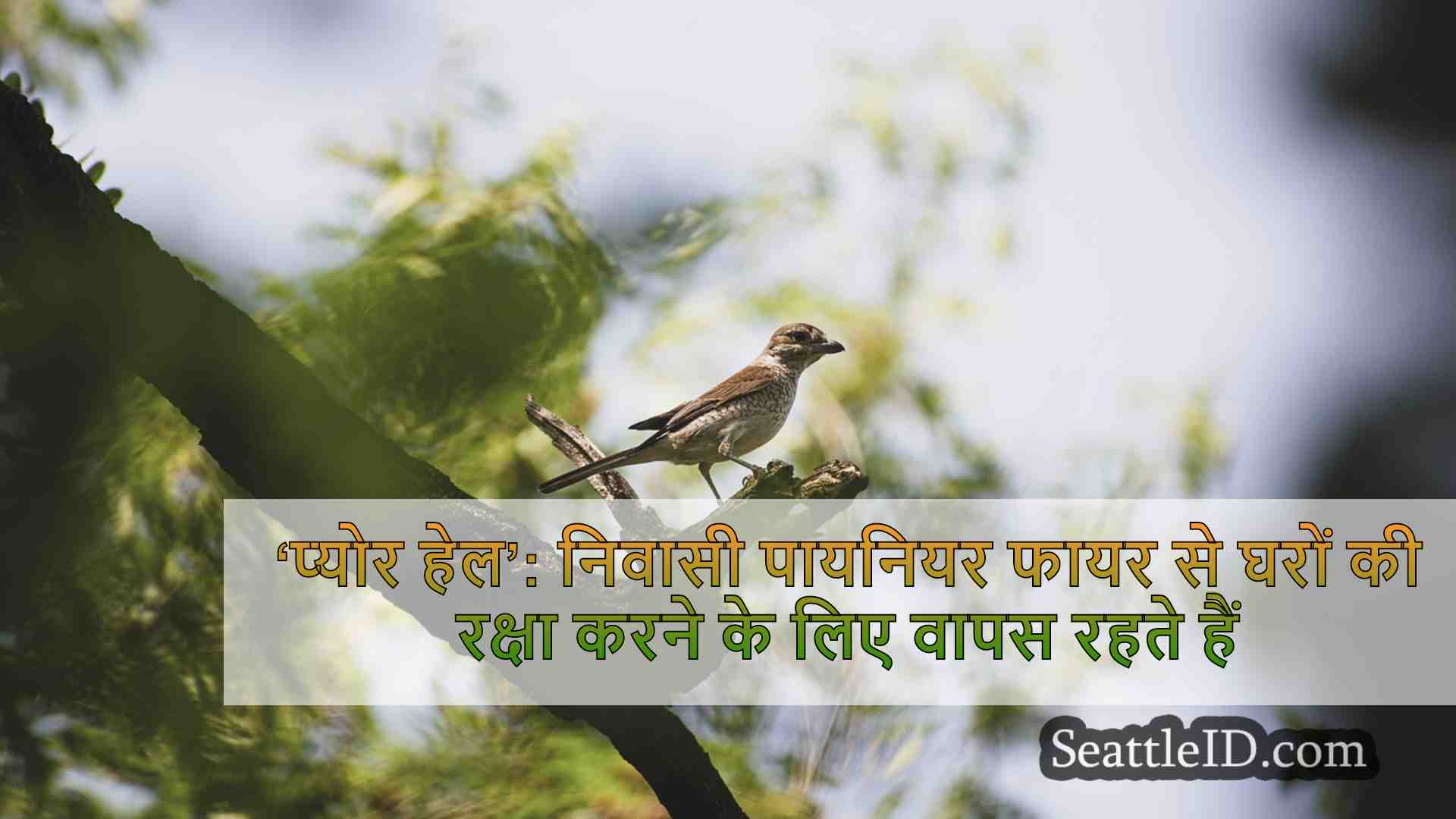 सिएटल समाचार SeattleID