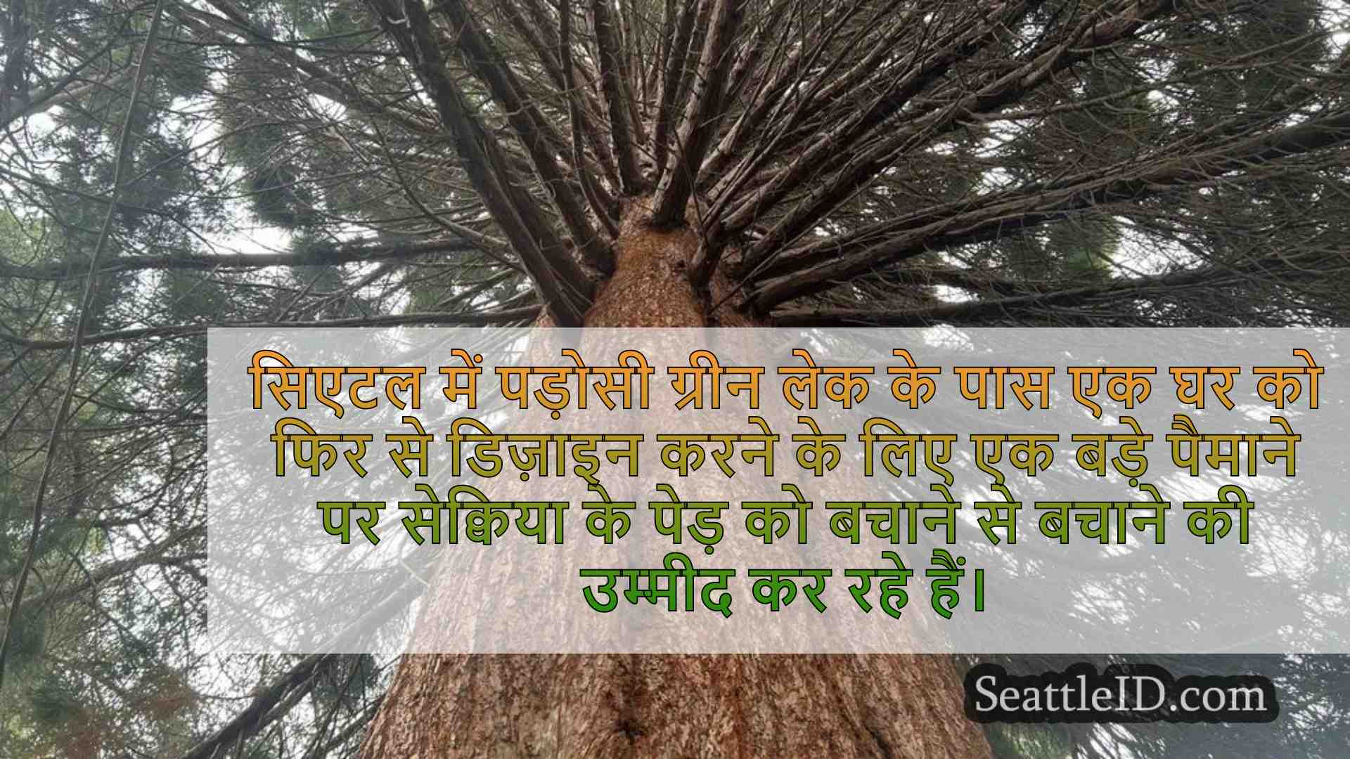 सिएटल होम में लैंडमार्क ट्री के संरक्षण