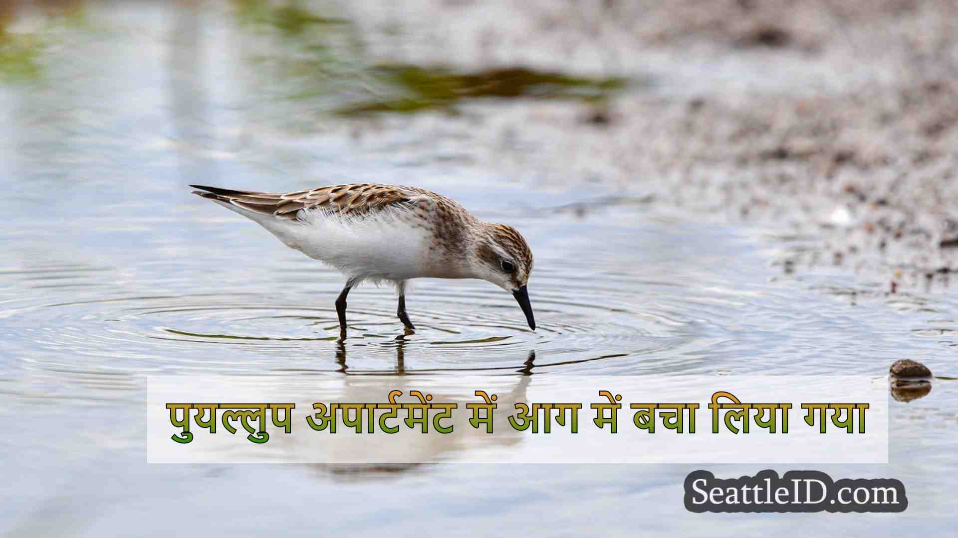 सिएटल समाचार SeattleID