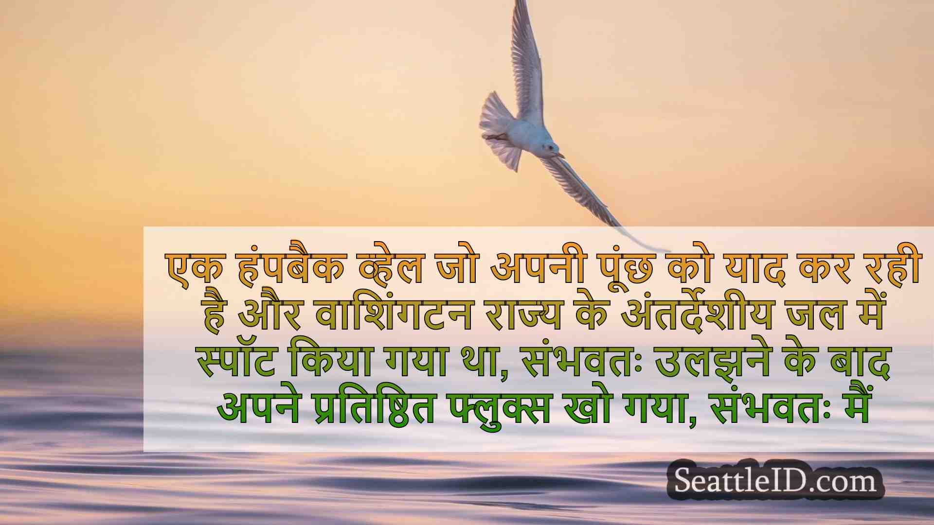 सिएटल समाचार SeattleID