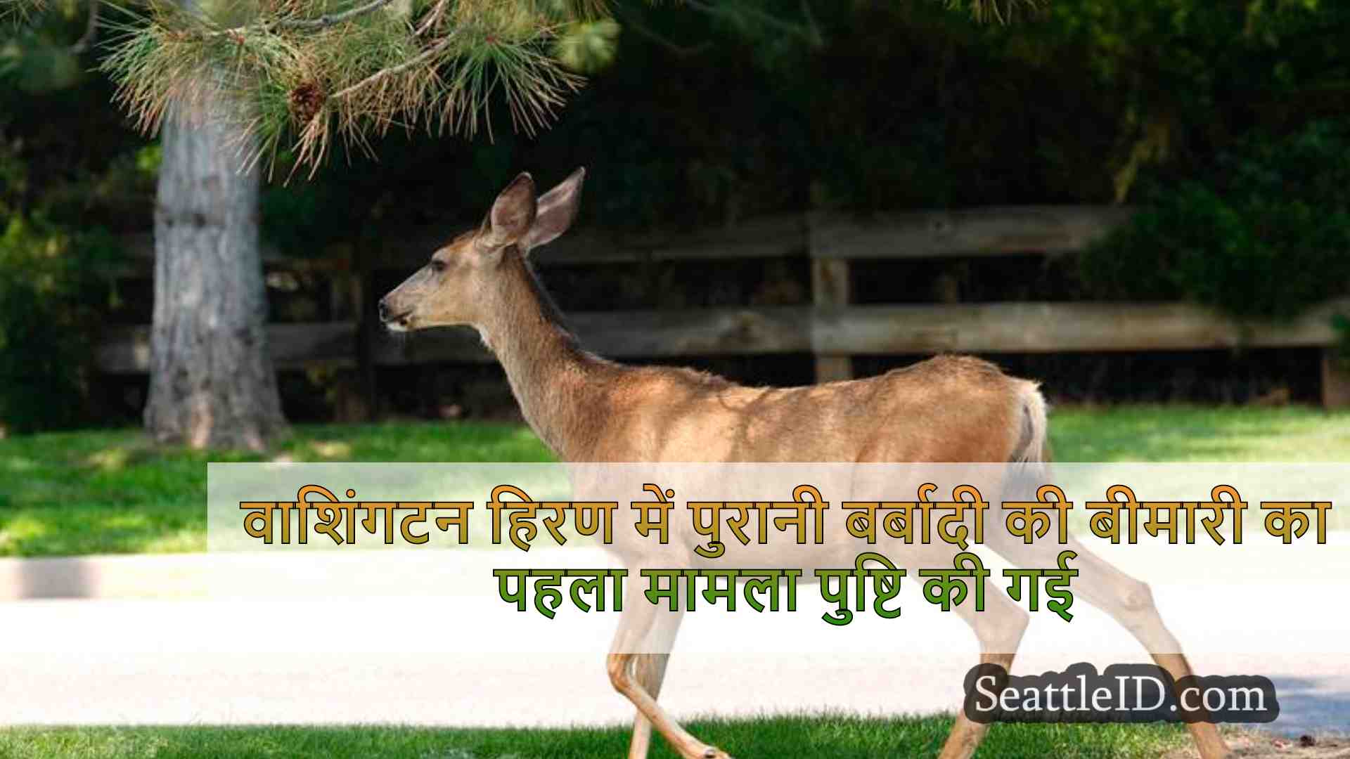 वाशिंगटन हिरण में पुरानी बर्बादी की