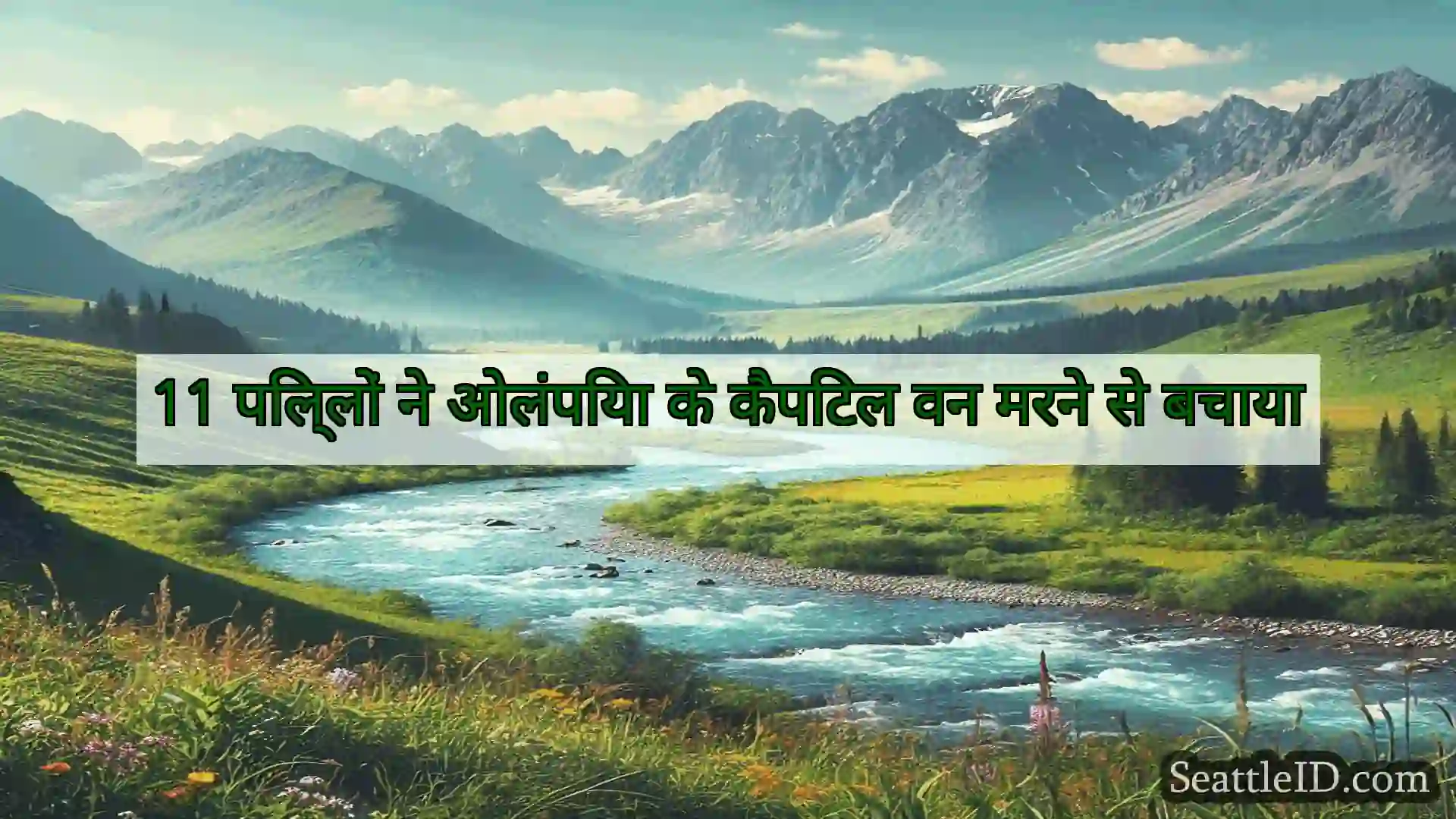 सिएटल समाचार 11 पिल्लों ने ओलंपिया के कैपिटल वन
