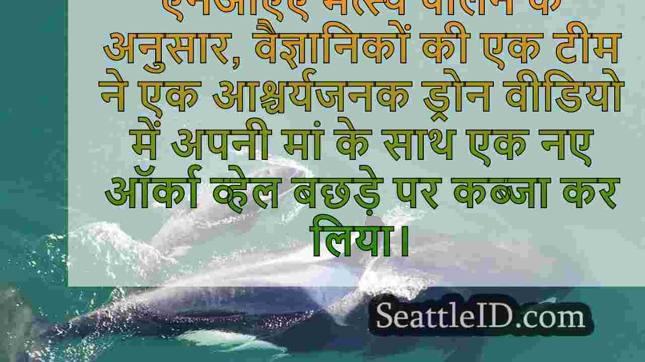 नए दक्षिणी निवासी ओर्का बछड़ा