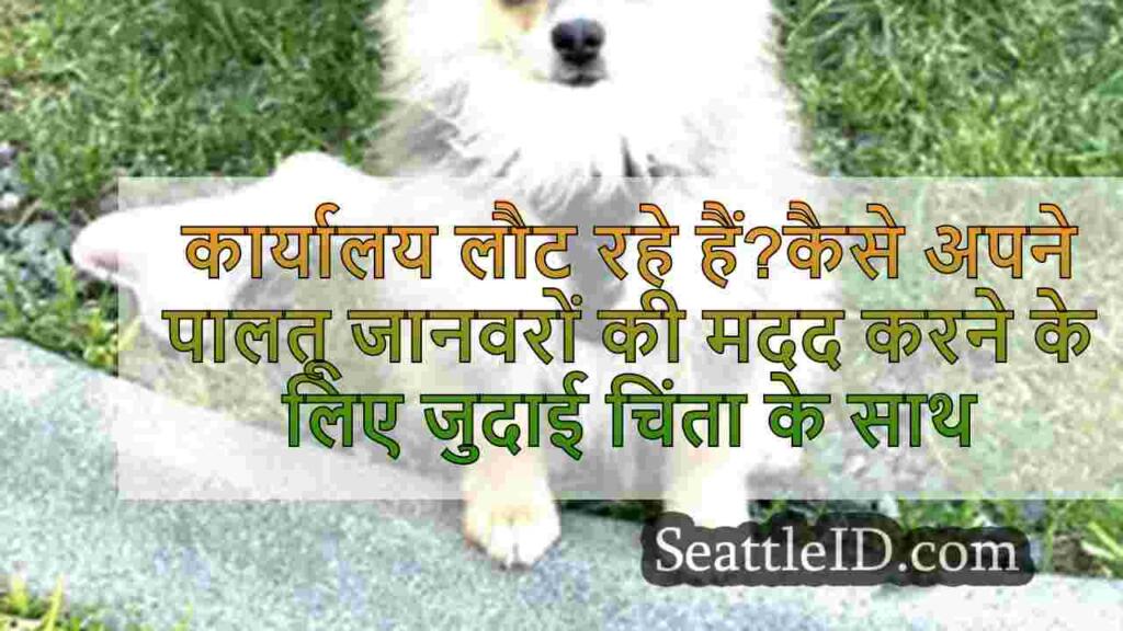 कार्यालय लौट रहे हैं?कैसे अपने पालतू