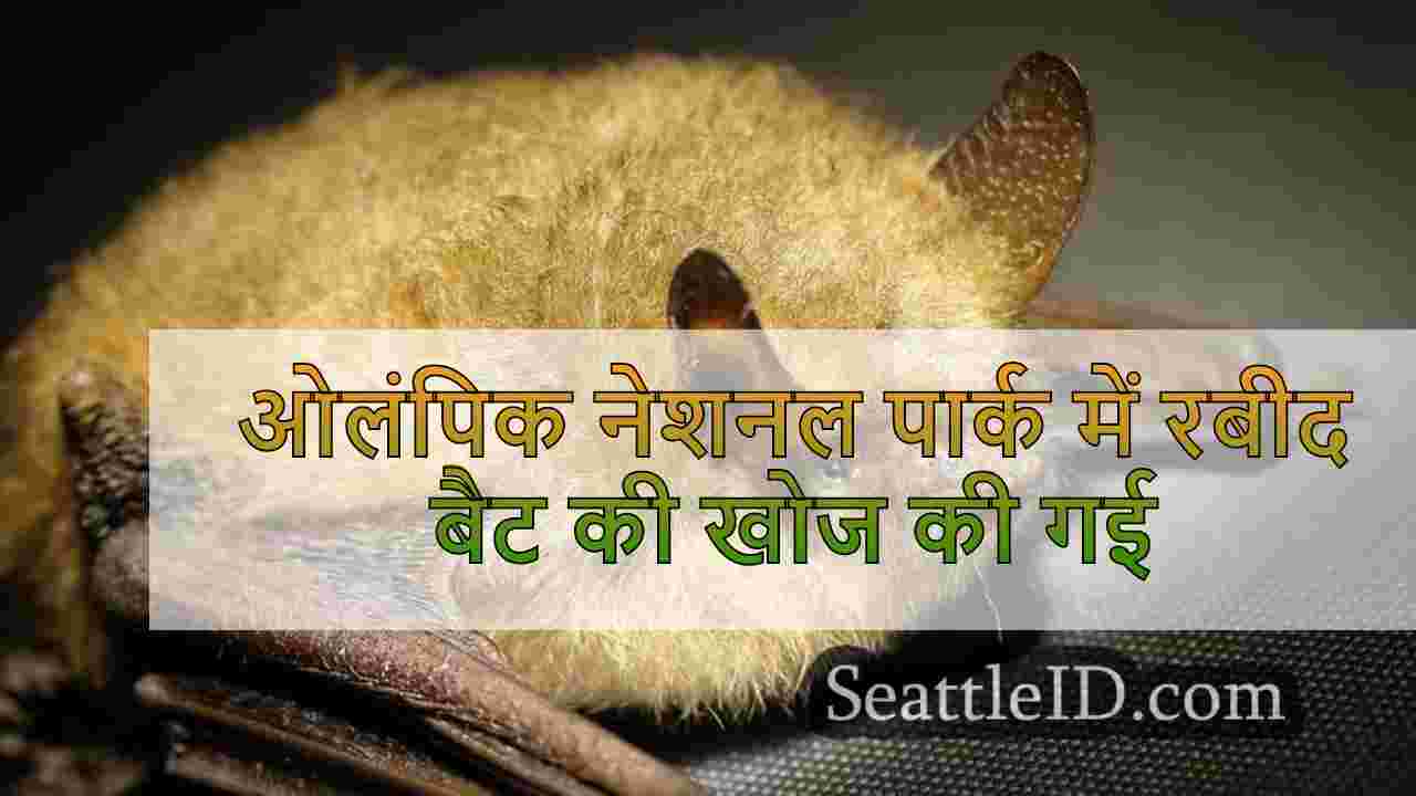 ओलंपिक नेशनल पार्क में रबीद बैट की खोज