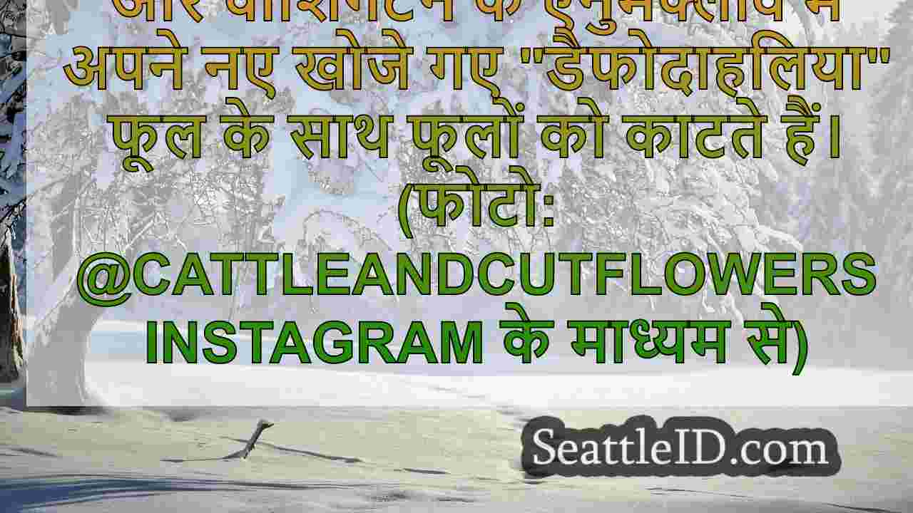 सिएटल समाचार SeattleID