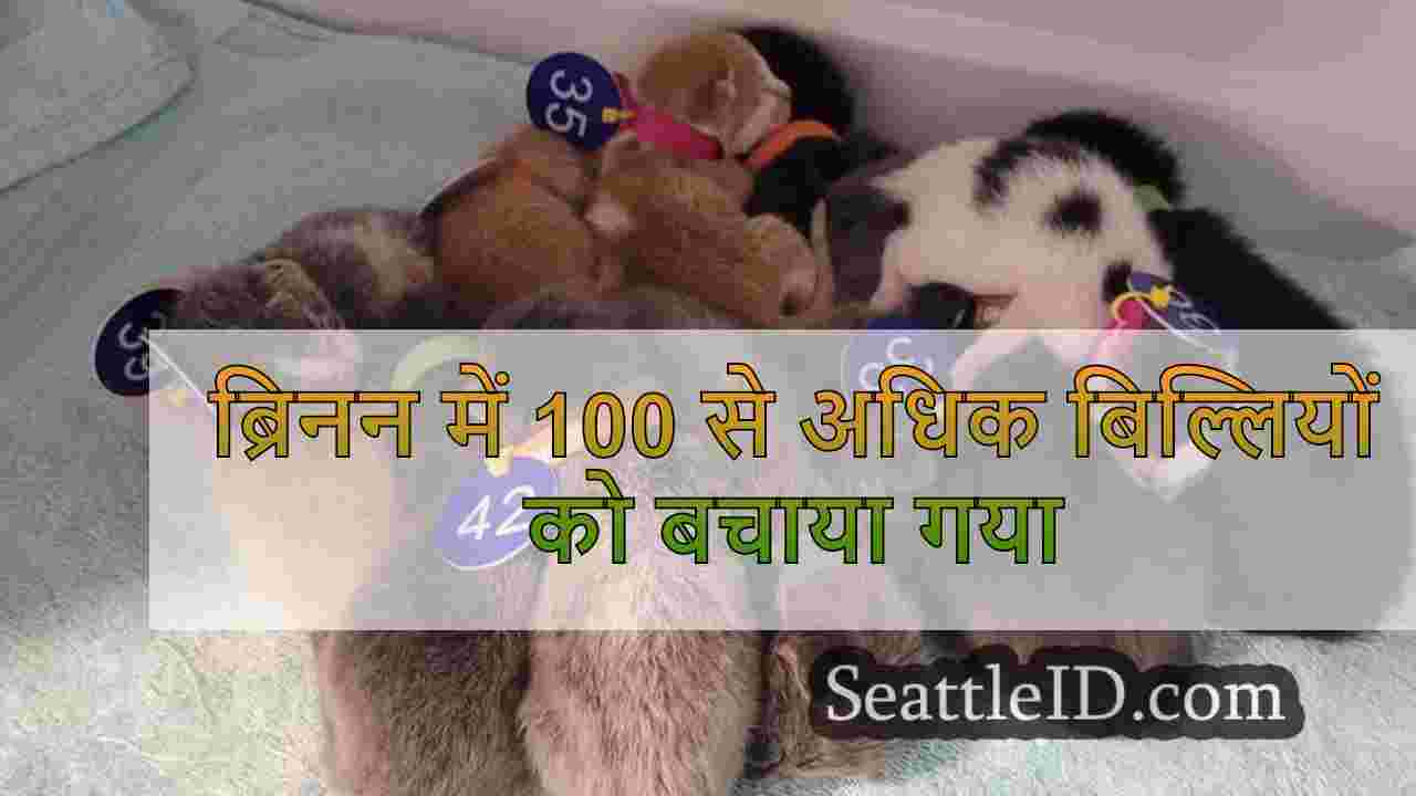 ब्रिनन में 100 से अधिक बिल्लियों को