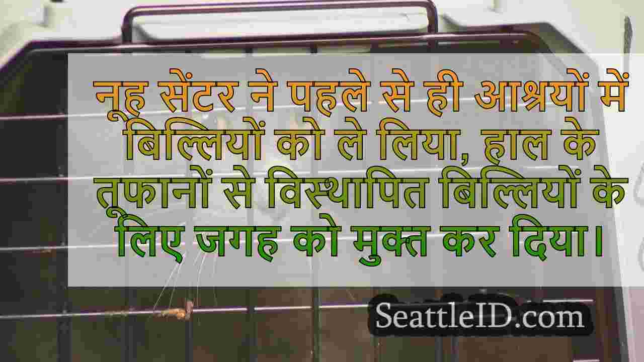 बिल्लियाँ, तूफान से प्रभावित क्षेत्रों