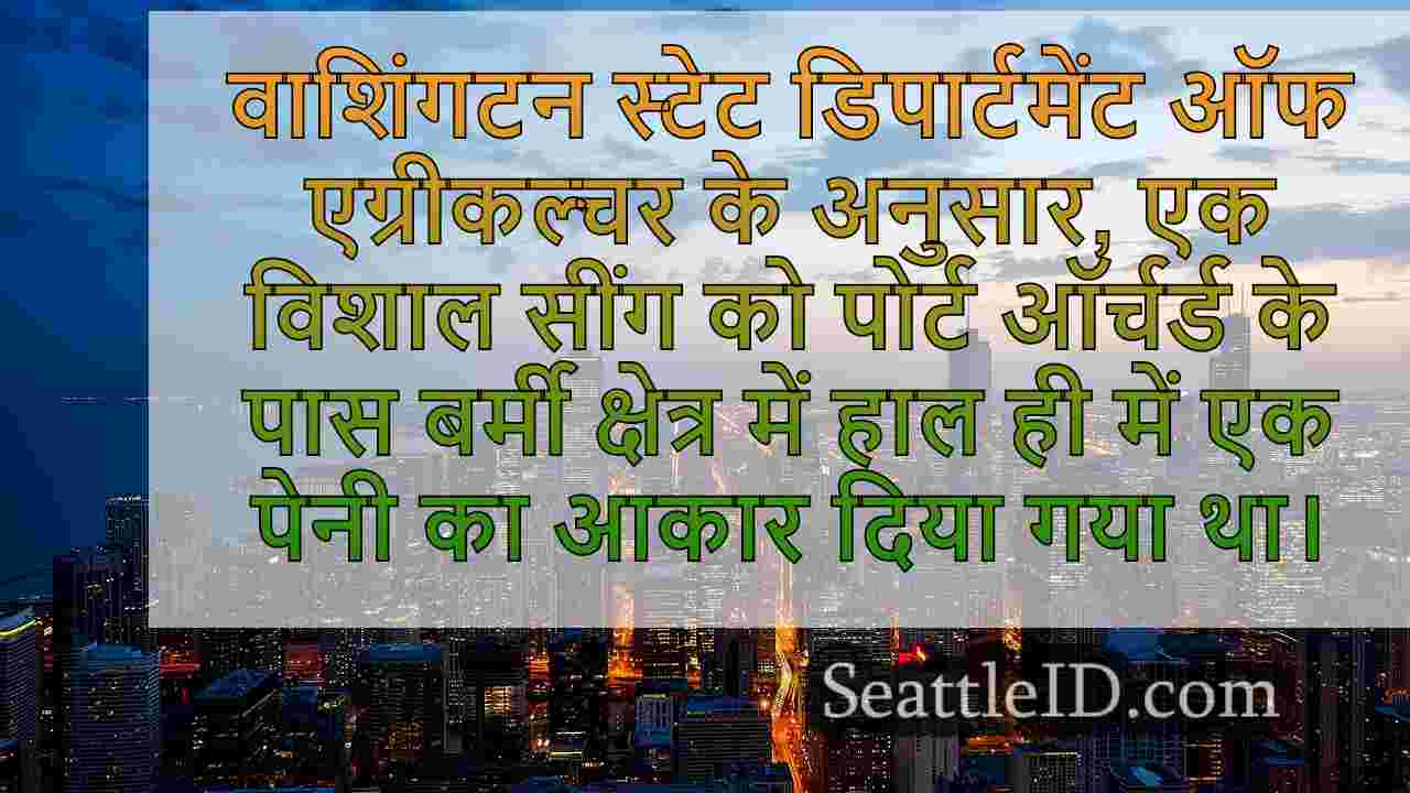 सिएटल समाचार SeattleID