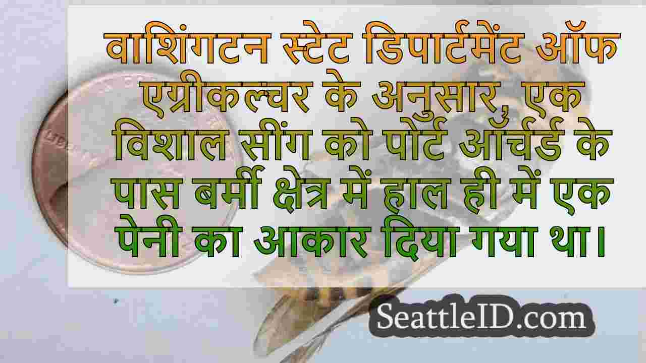 पोर्ट ऑर्चर्ड के पास संभव उत्तरी दिग्गज