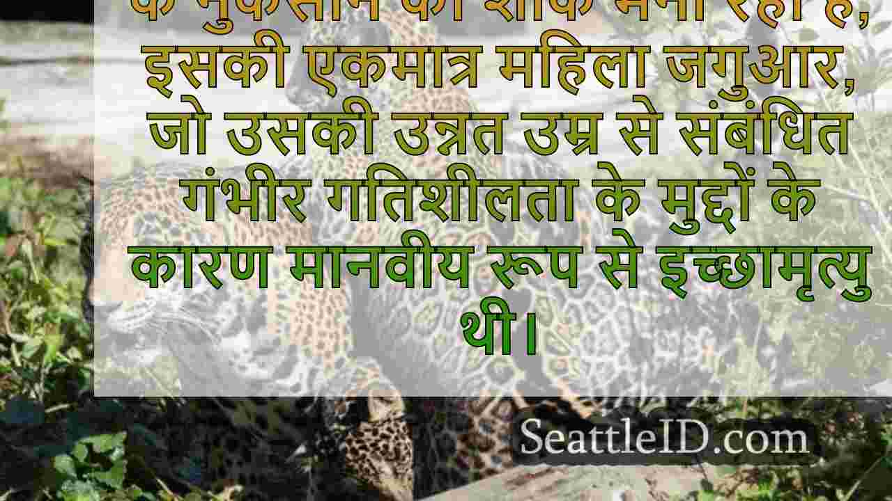 सिएटल समाचार SeattleID
