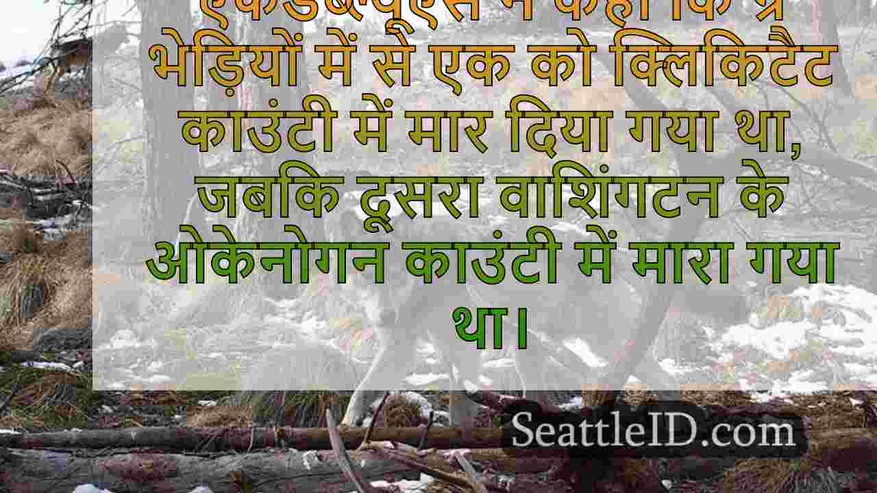वाशिंगटन में मारे गए लुप्तप्राय ग्रे
