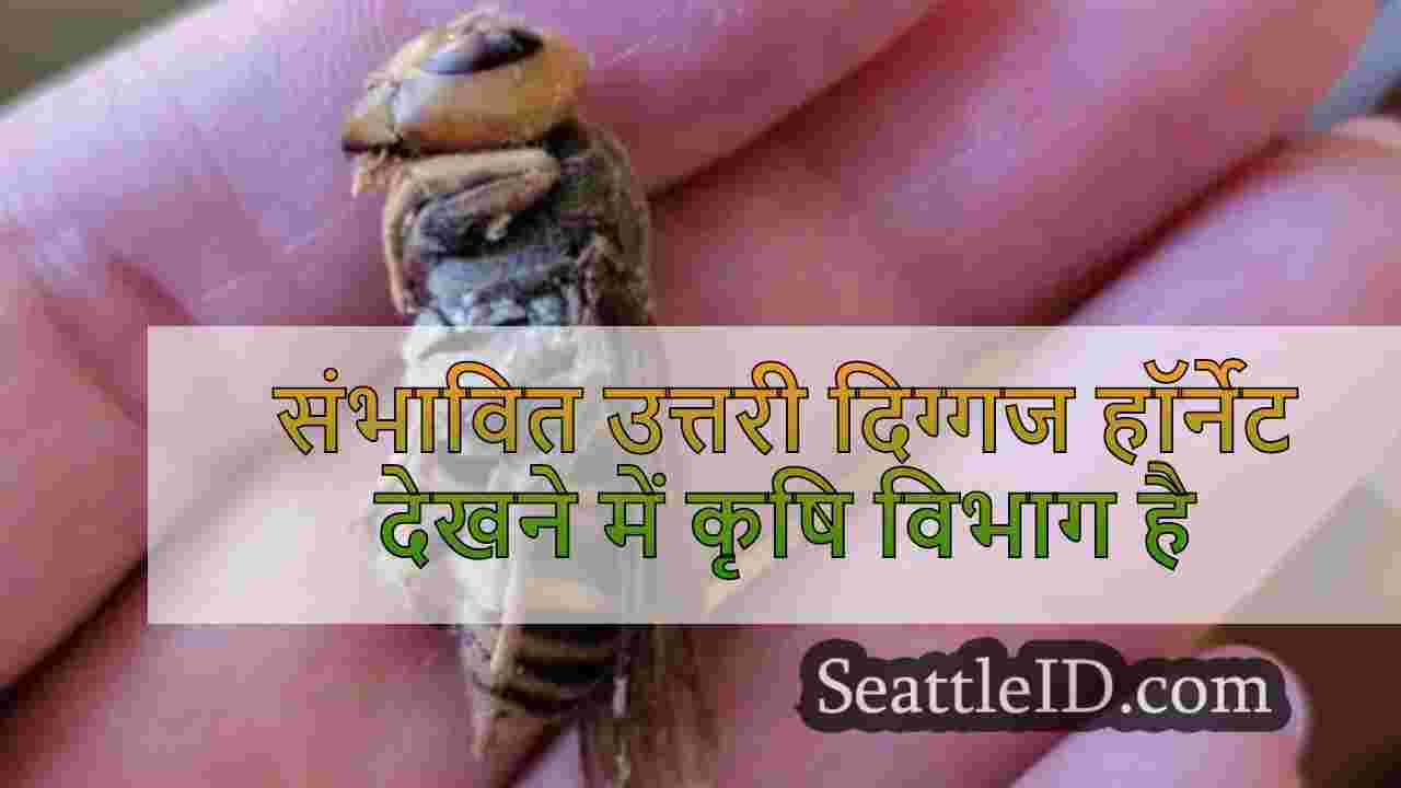 संभव उत्तरी दिग्गज हॉर्नेट देखने में