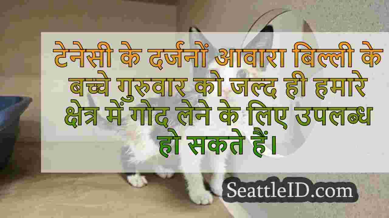 लगभग 60 बिल्ली के बच्चे सिएटल में आते