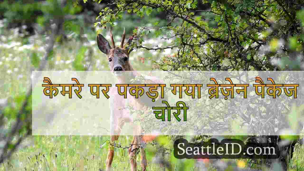 सिएटल समाचार SeattleID