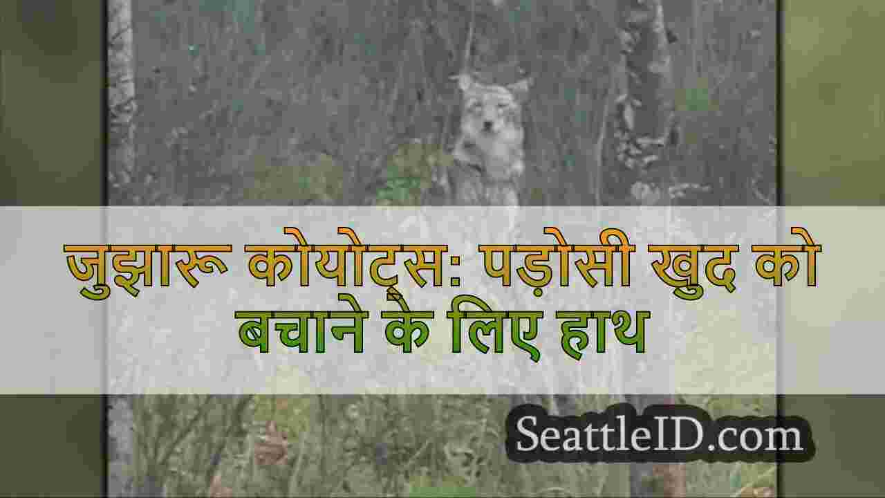 जुझारू कोयोट्स: पड़ोसी खुद को बचाने के