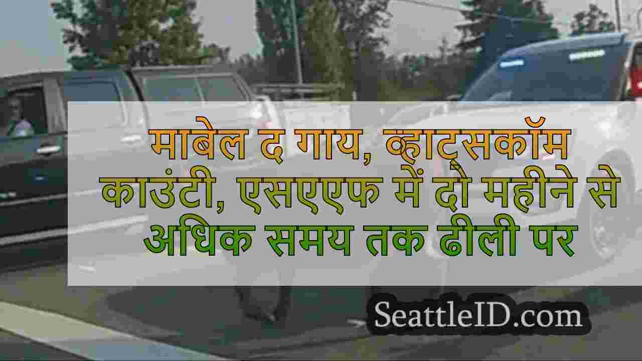 माबेल द गाय, व्हाट्सकॉम काउंटी में दो