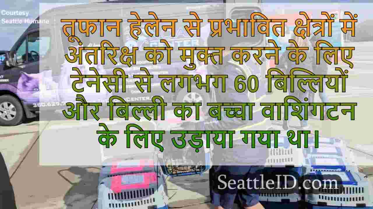 बिल्लियाँ और बिल्ली के बच्चे तूफान से