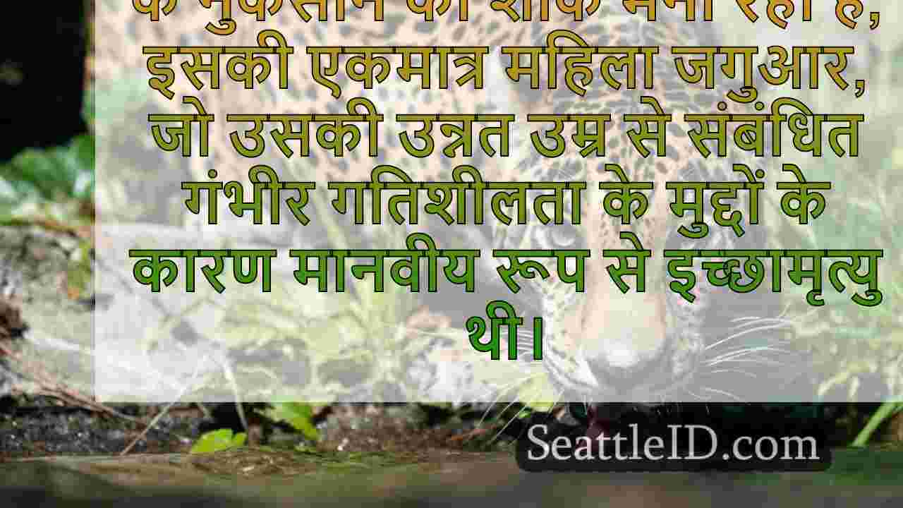 शोक नायला द जगुआर: वुडलैंड पार्क