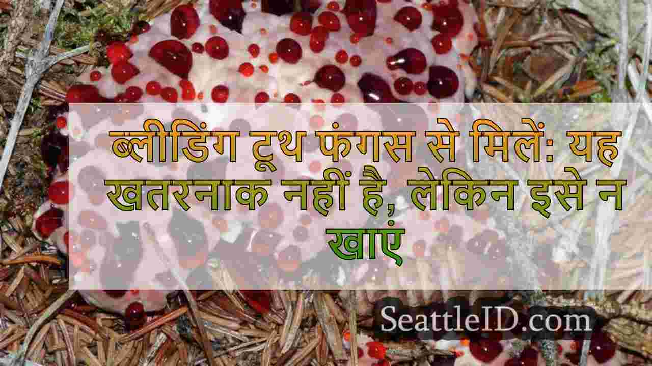 ब्लीडिंग टूथ फंगस से मिलें: यह खतरनाक