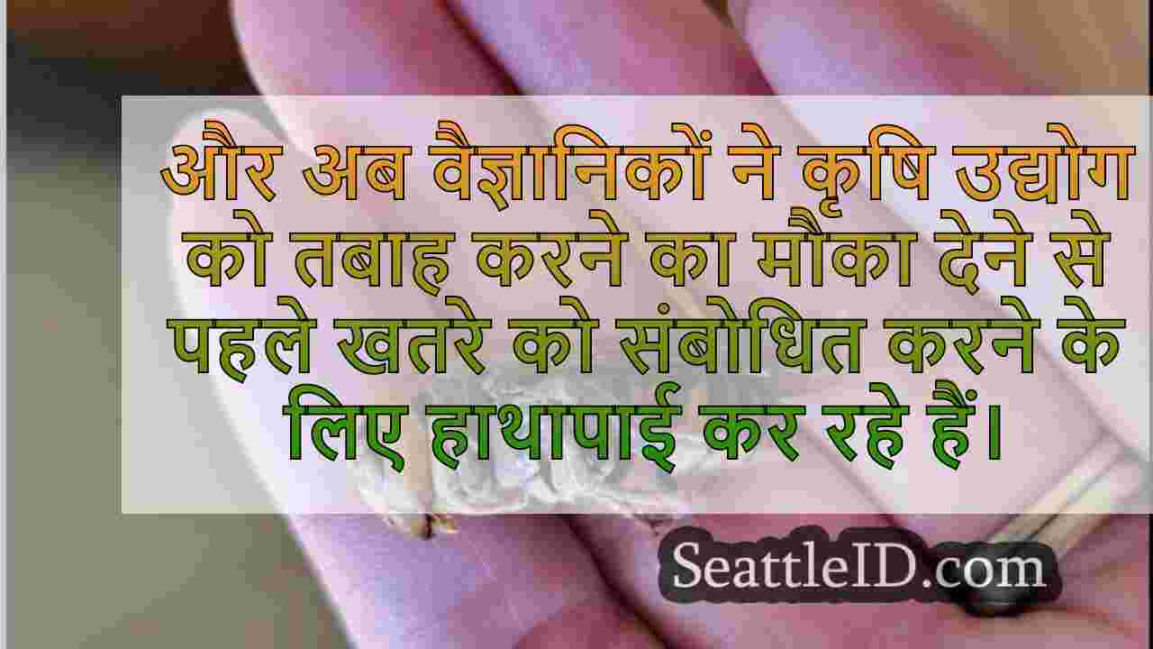 उत्तरी विशाल सींग के रूप में किनारे पर
