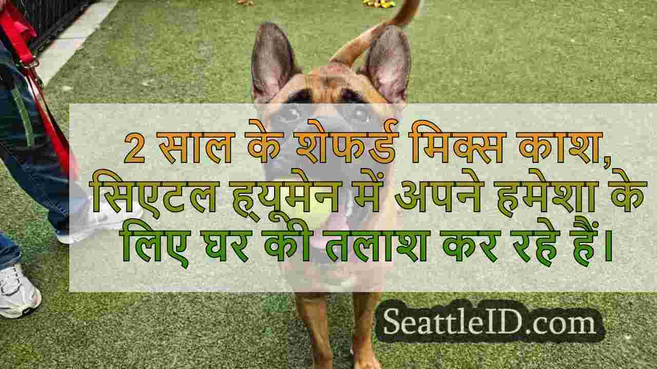 सप्ताह का पालतू: काश से मिलें, एक 2 साल