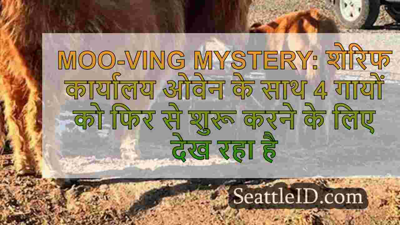 MOO-GING MYSTERY: शेरिफ कार्यालय