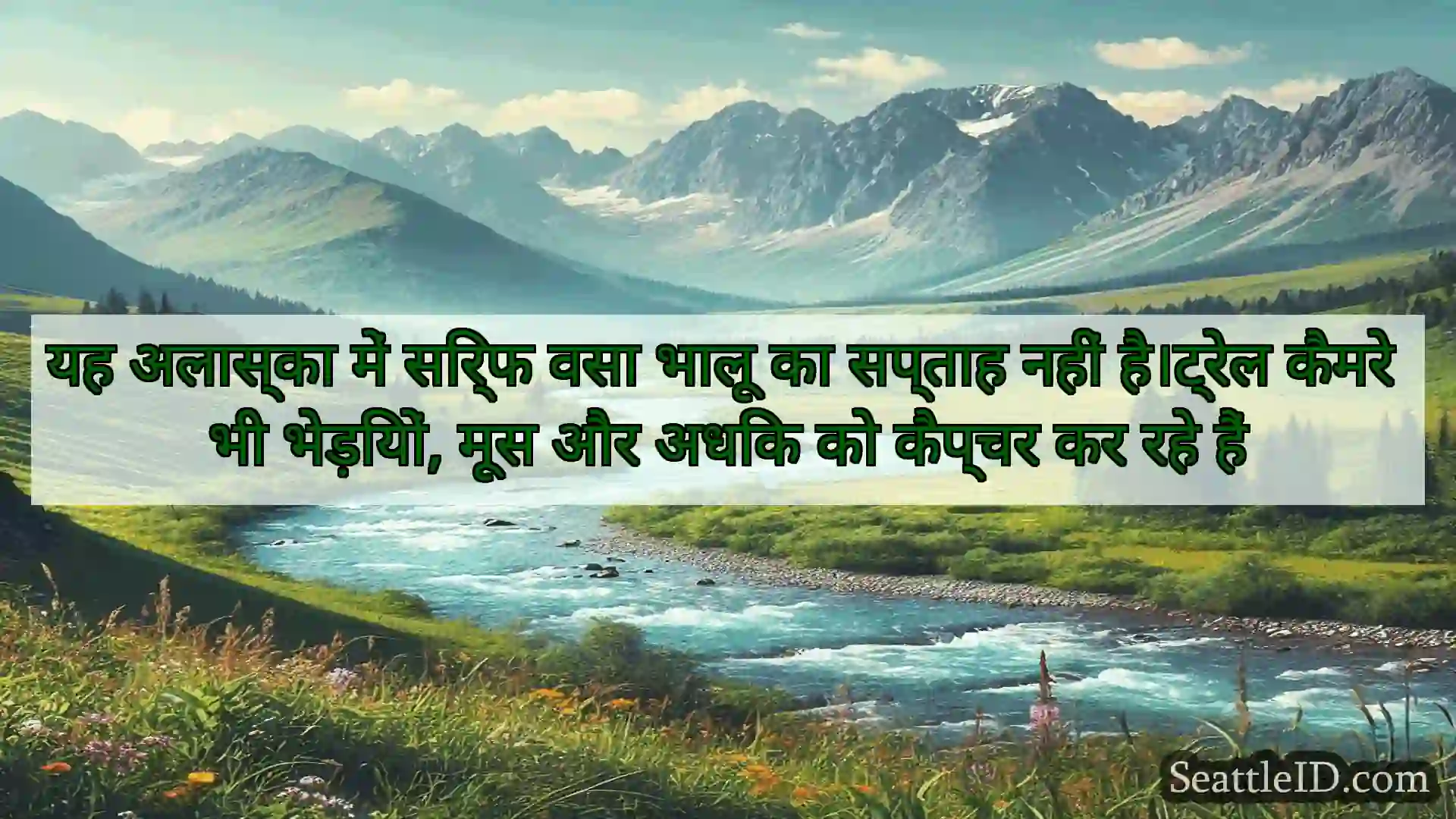 सिएटल समाचार यह अलास्का में सिर्फ वसा भालू का