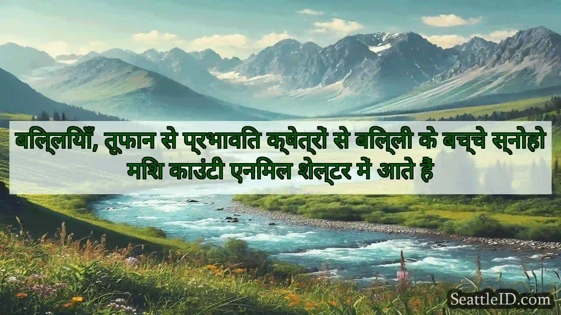 सिएटल समाचार बिल्लियाँ, तूफान से प्रभावित