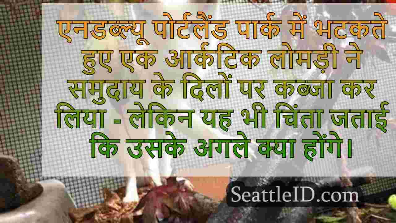सिएटल समाचार SeattleID