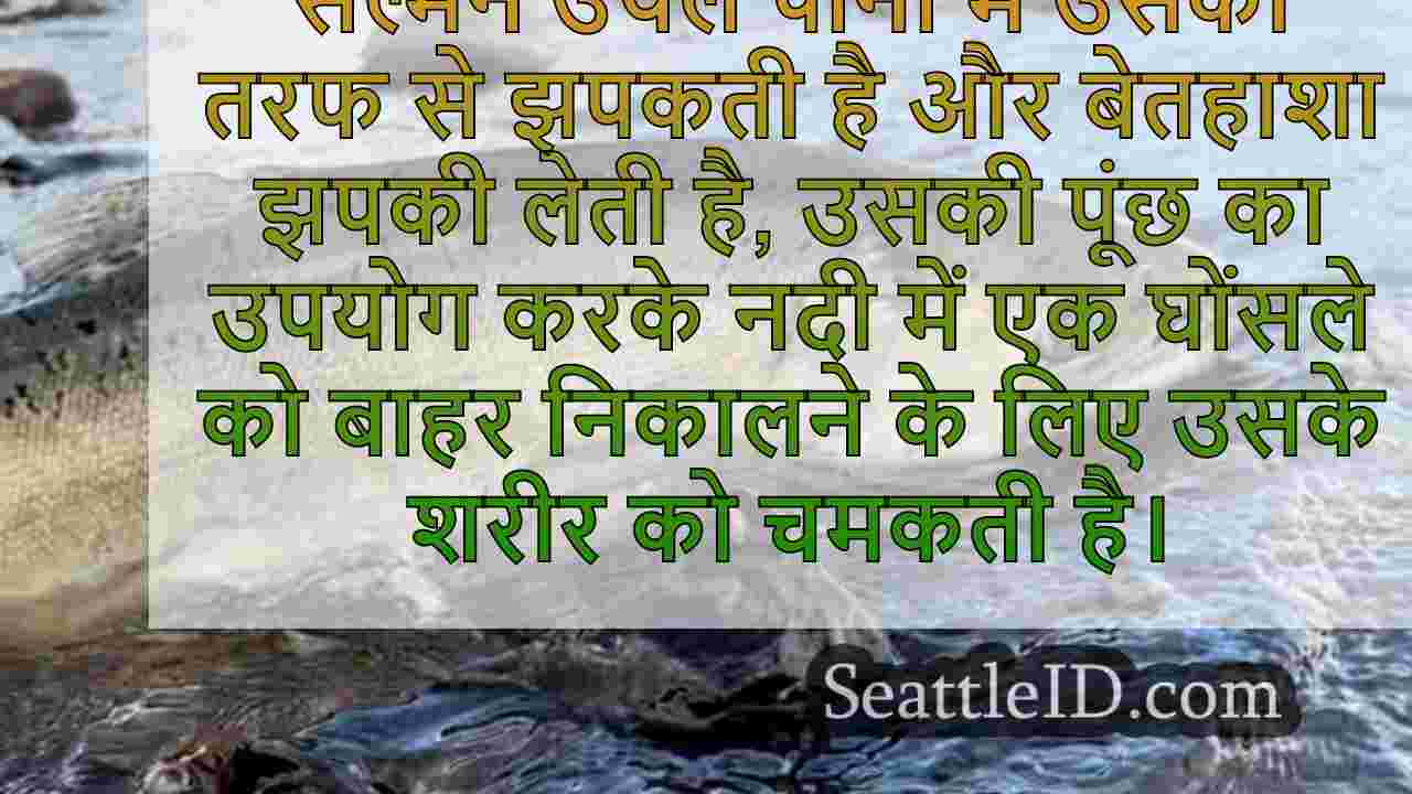 अमेरिकी इतिहास में सबसे बड़े बांध हटाने
