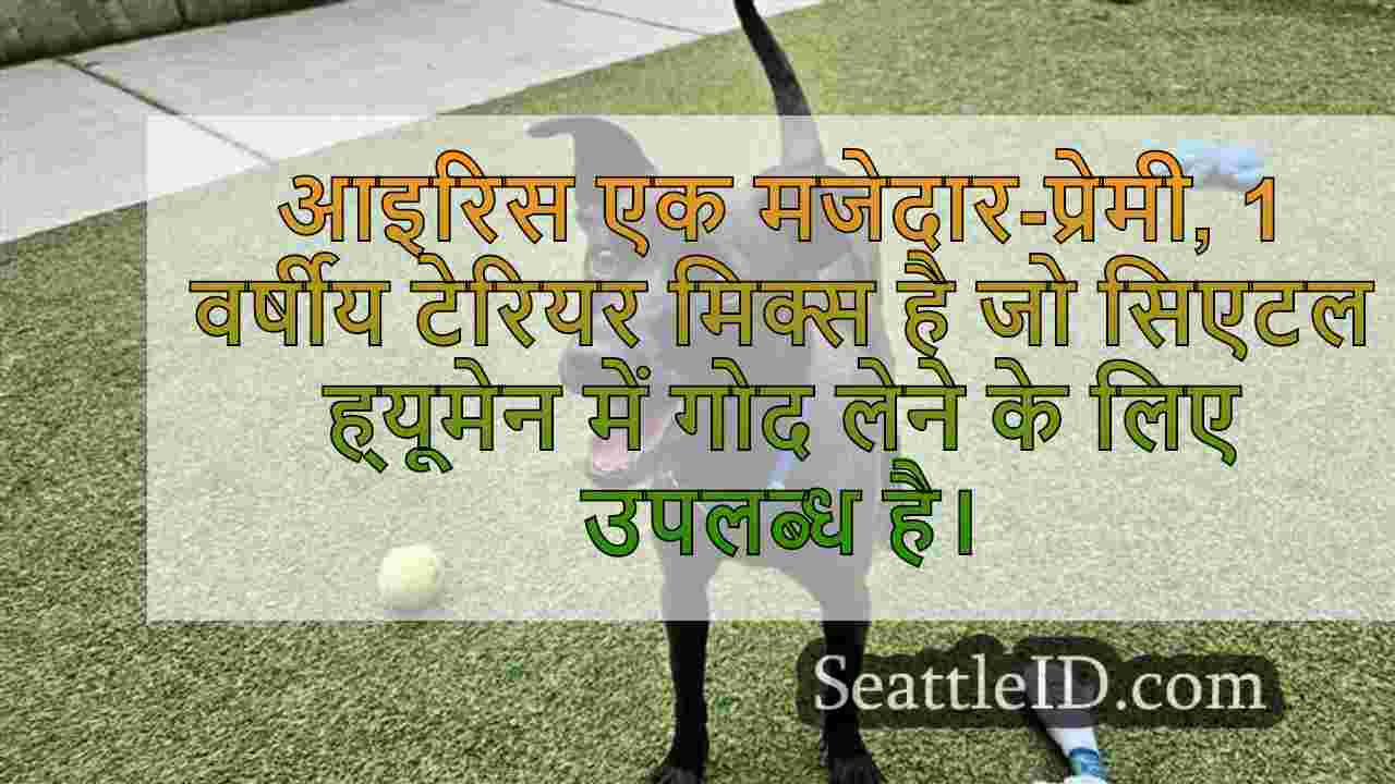 सप्ताह का पालतू: आइरिस से मिलें, 1 साल