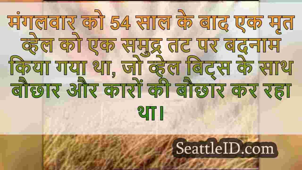 सिएटल समाचार SeattleID