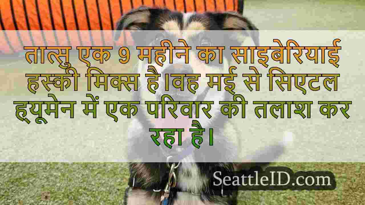 सप्ताह का पालतू: टैट्सु से मिलो, एक 9