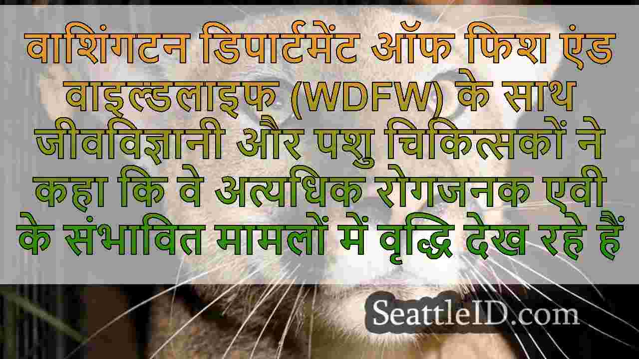 वाशिंगटन में 2 कौगर, रैकून ने हाल ही