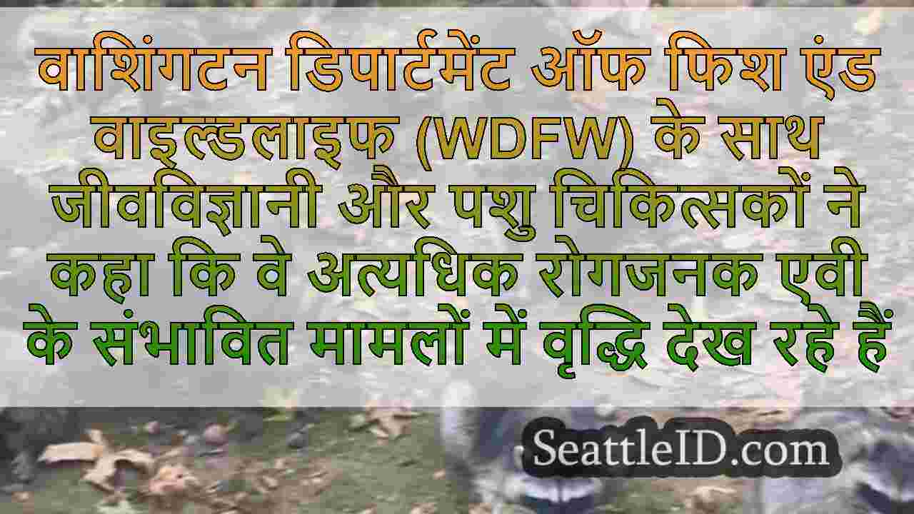 सिएटल समाचार SeattleID